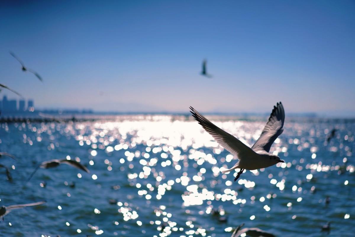 星座最新周运运势解析,开启好运之门,掌握本周星座运势走向