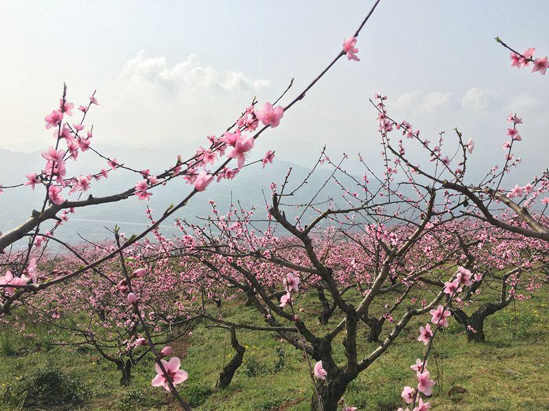 万州最新投资项目及其温馨故事概述